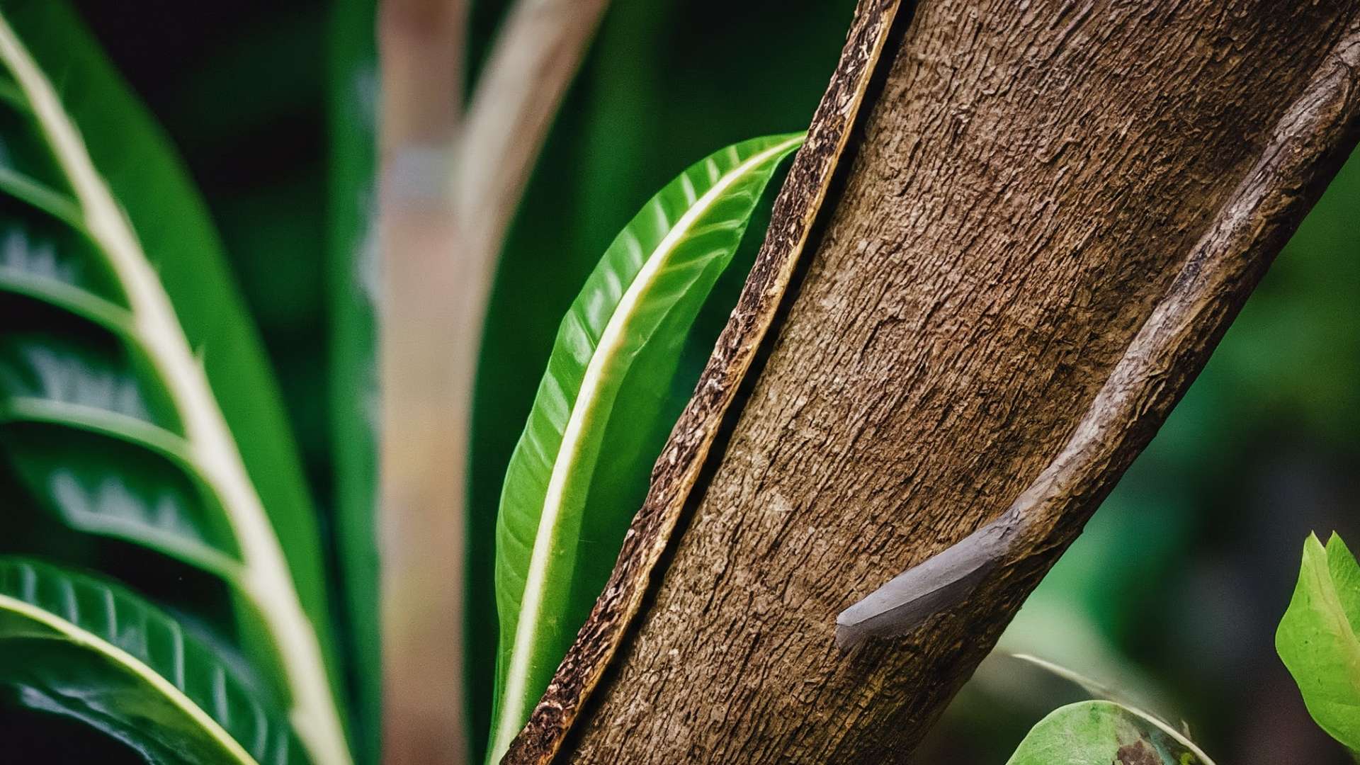 Costa Rica amplía el acceso a los implantes anticonceptivos para adolescentes