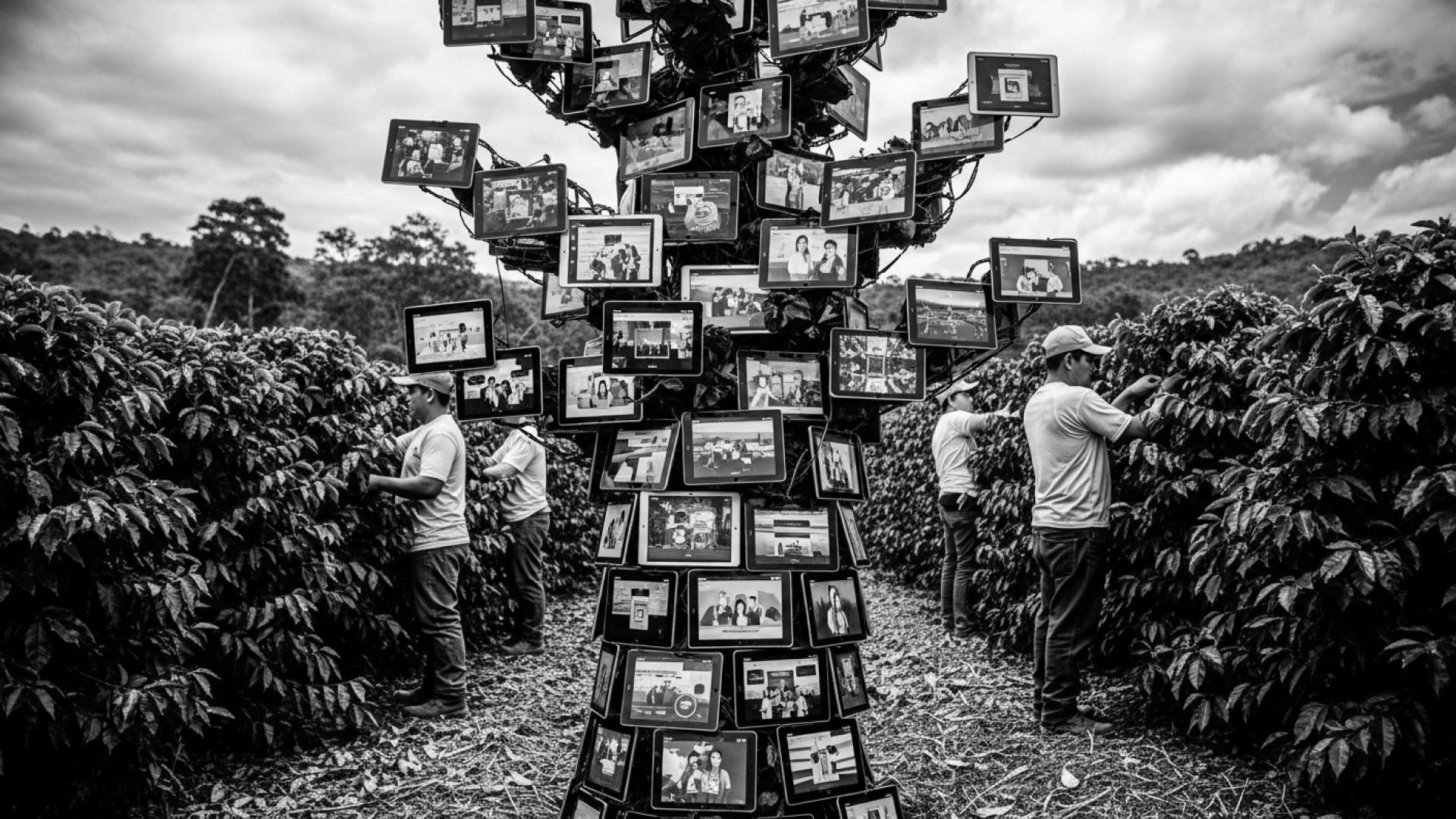 Becas abiertas para estudios agrícolas en las Américas