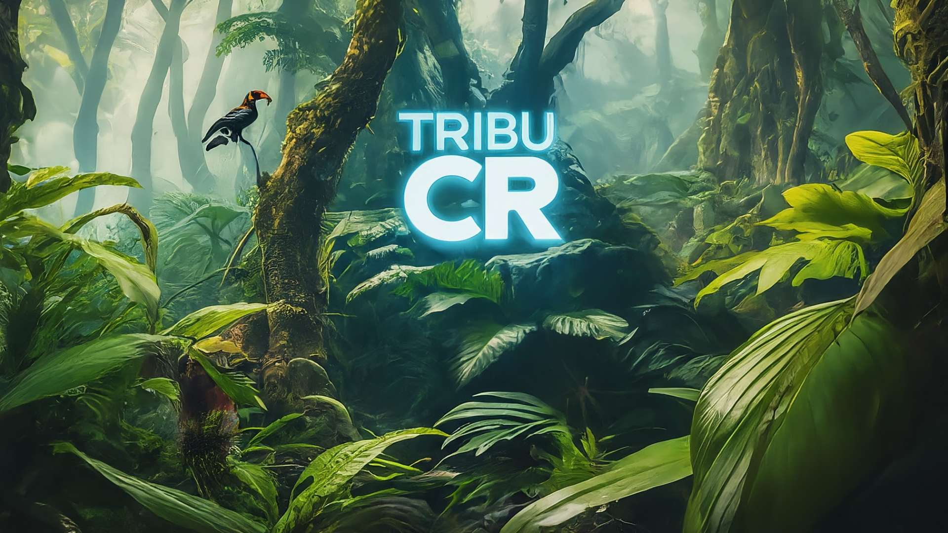 Se reanuda la aplicación de Tribu-CR tras fracasar el recurso judicial