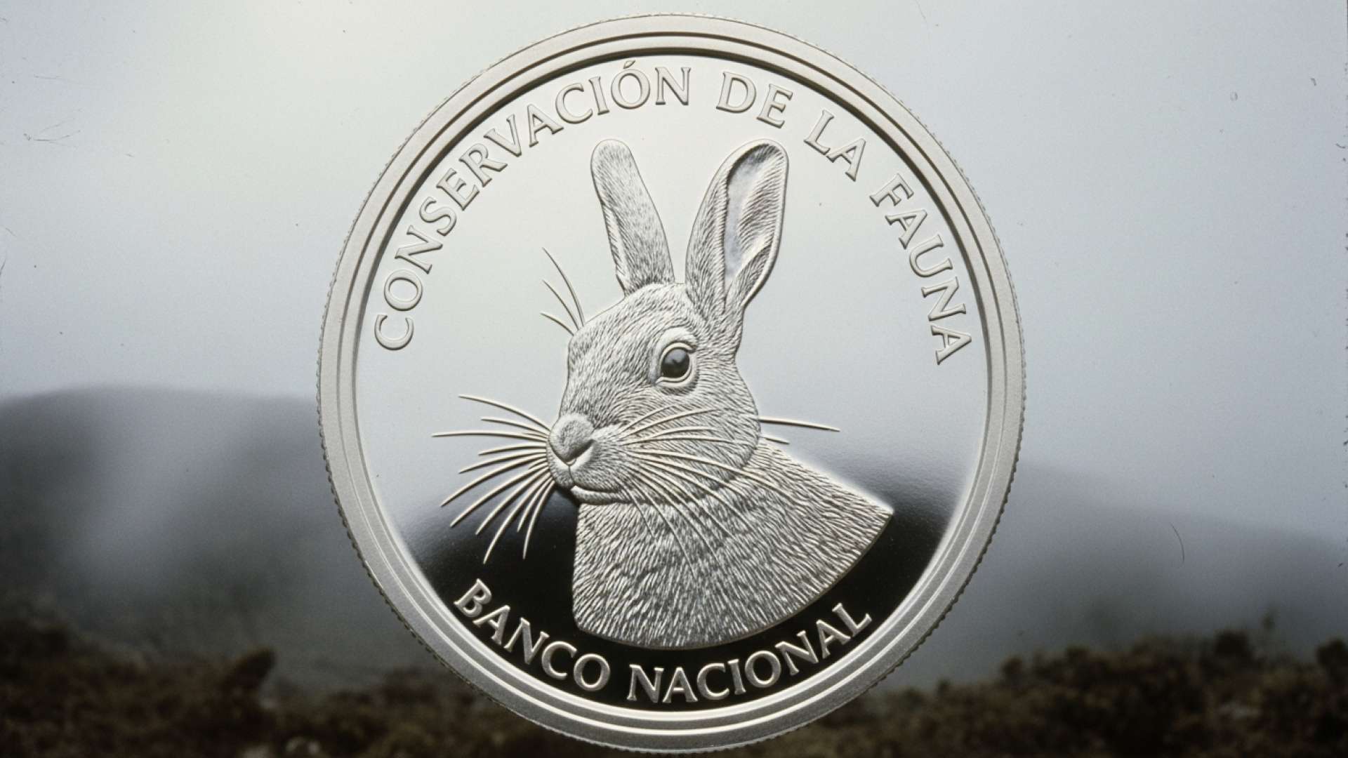 El Banco Nacional emite una nueva moneda en homenaje al conejo de montaña endémico