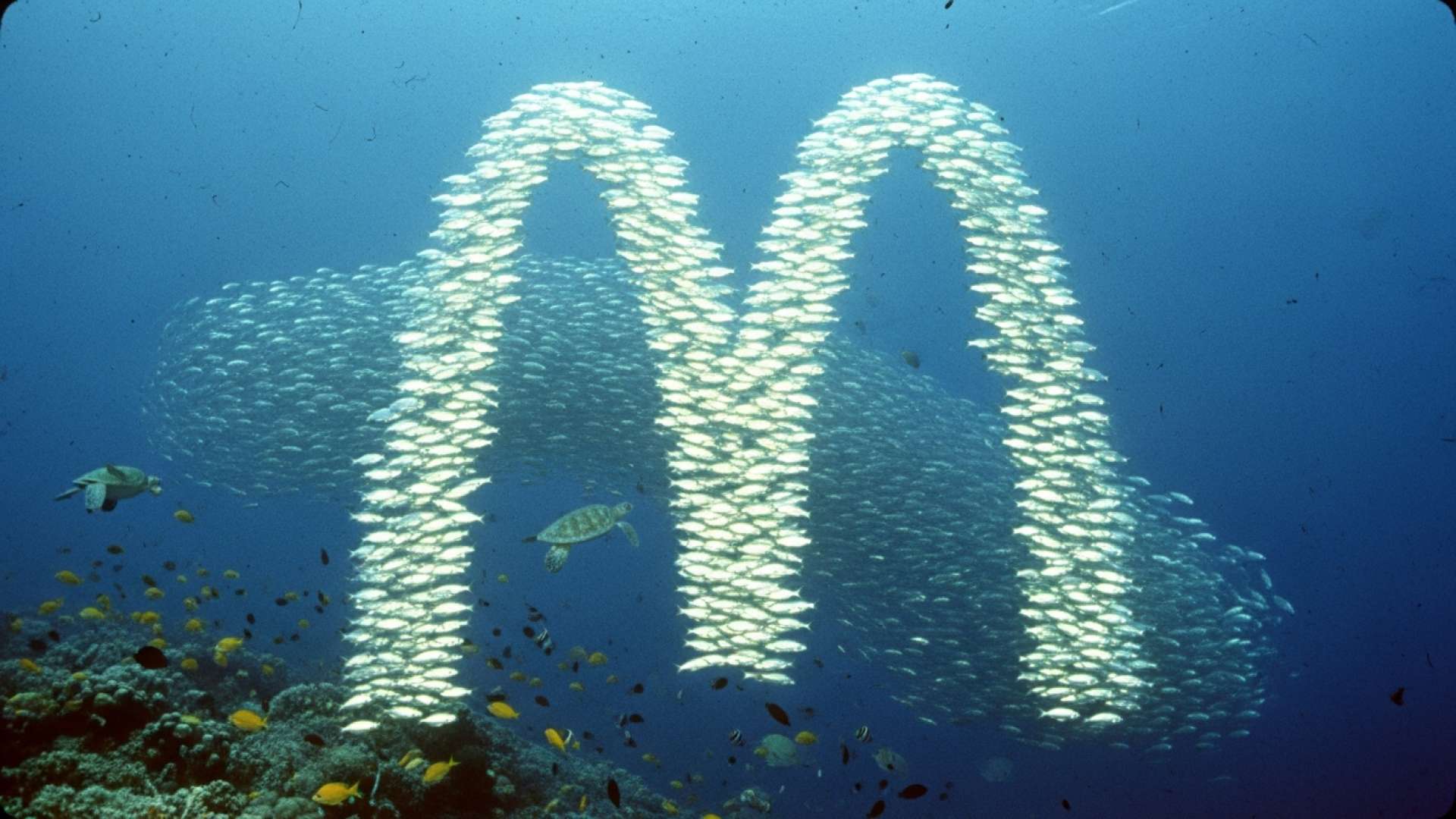 McDonalds reintroduce el filete de pescado con captura sostenible